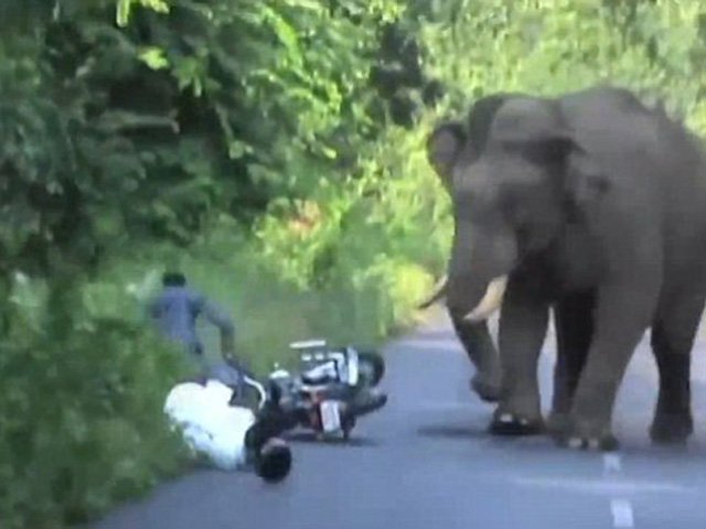 Video: Đi xe máy qua đường rừng, suýt bị voi giẫm chết