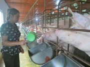 Giá cả hàng hóa - Người biến vùng đất trũng thành trang trại tiền tỷ