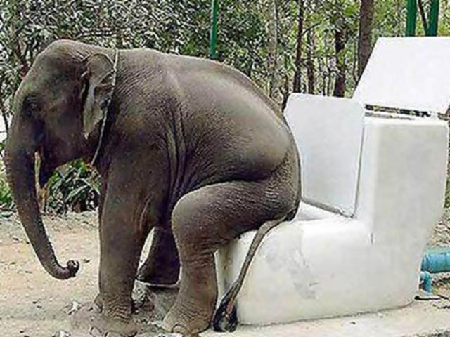 Phi thường - kỳ quặc - Những bồn cầu lạ lùng nhất thế giới