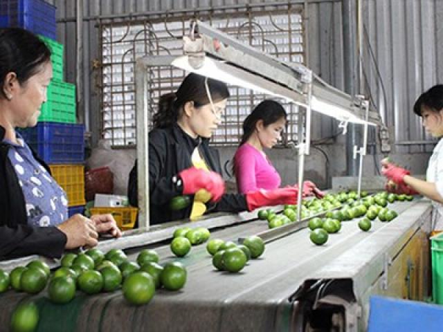 Thị trường - Tiêu dùng - Trái cây đặc sản Việt vào Mỹ, Nhật