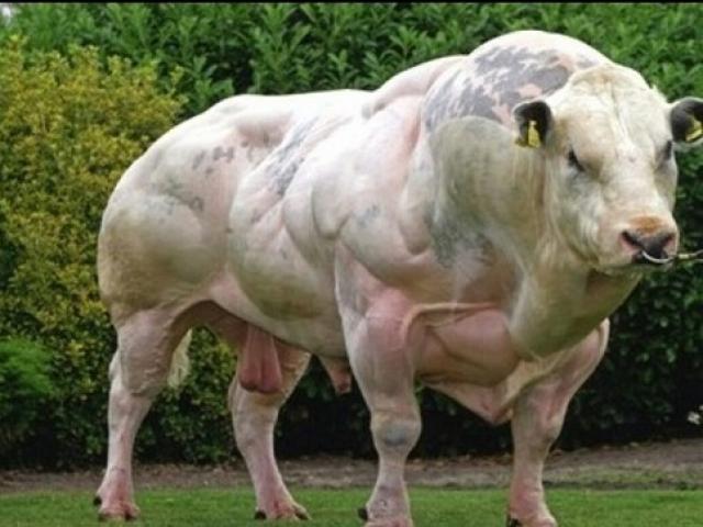 Phi thường - kỳ quặc - 4 loài động vật "cơ bắp" nhất thế giới