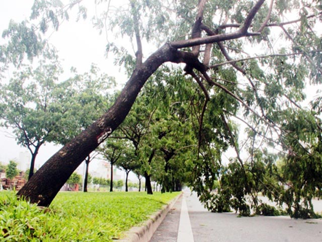 Tin tức trong ngày - TPHCM: Gần 10 cây xanh bị quật ngã trên đại lộ triệu đô