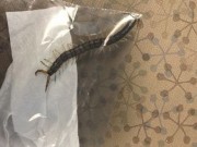 Rùng mình kéo con rết khỏi tai một phụ nữ