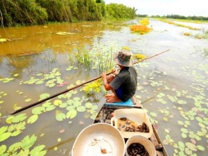 Du lịch - Đi săn cua đồng miền Tây mùa nước lũ