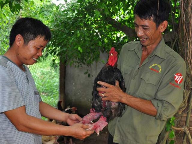 Thị trường - Tiêu dùng - Làm sao để giống gà Đông Tảo không bị "ăn cắp" ra nước ngoài?