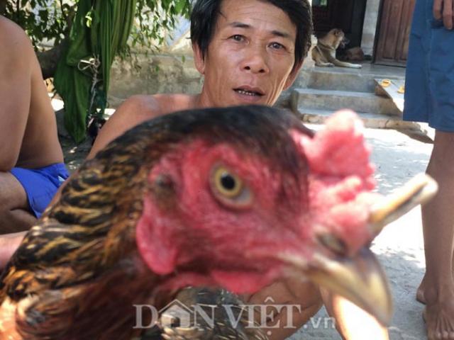 Thị trường - Tiêu dùng - Kỳ lạ gà mái mọc sừng như tê giác, trả 10 triệu không bán