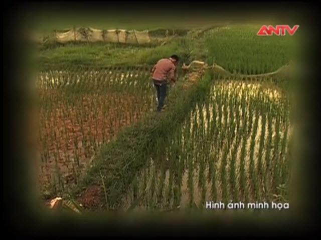 Pháp luật - Án mạng thương tâm từ những cái &quot;bẫy người&quot; (Phần cuối)