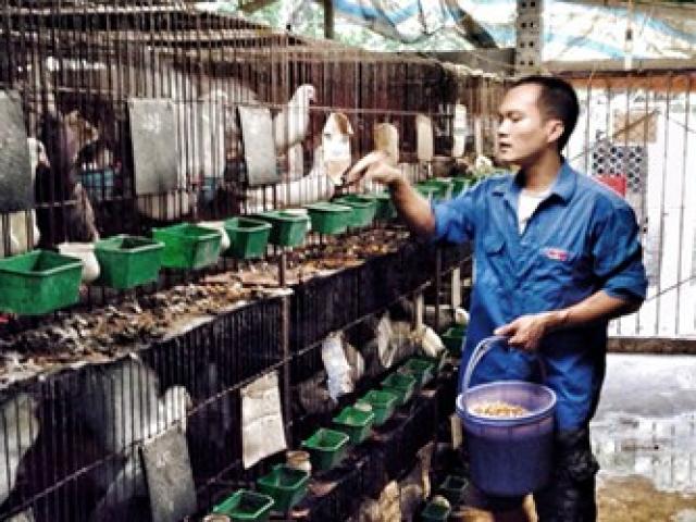 Bạn trẻ - Cuộc sống - Chàng trai 8x làm giàu từ nuôi động vật hoang dã