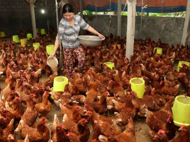 Thị trường - Tiêu dùng - Sự thật gây "sốc": Người chăn nuôi lãi... 2.000 đồng/ con gà