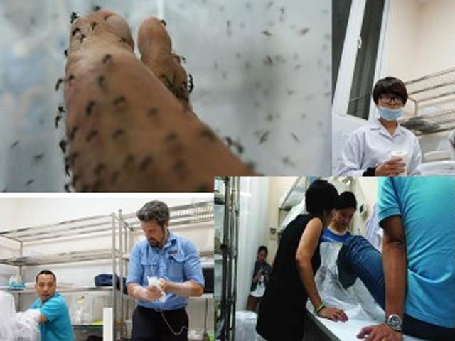 Sức khỏe đời sống - "Tiêm vắc-xin cho muỗi” để phòng bệnh sốt xuất huyết