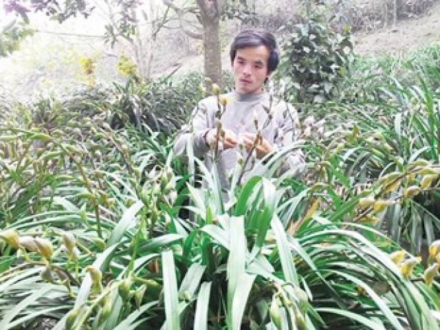 Bạn trẻ - Cuộc sống - Chàng kỹ sư với vườn hoa lan trị giá hàng tỷ đồng