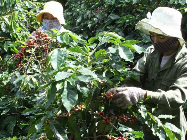 Thị trường - Tiêu dùng - 10 kg cà phê không đổi được... bát phở