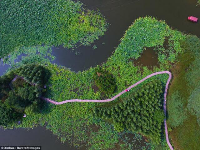 Thế giới - Lạc giữa hồ hoa sen đẹp mê hồn ở Trung Quốc