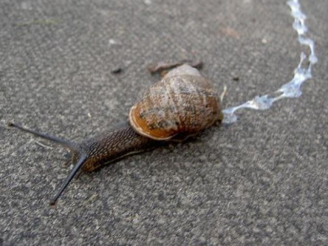 Phi thường - kỳ quặc - Ốc sên gây tai nạn trên xa lộ Đức