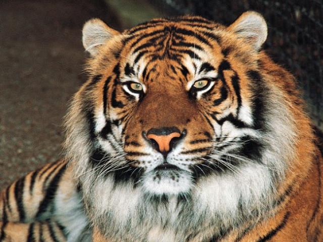 Hổ tấn công đến chết nhân viên vườn thú ở Tây Ban Nha