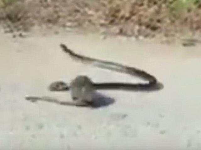 Video: Chuột mẹ đánh dữ dội, giải cứu con trong mồm rắn