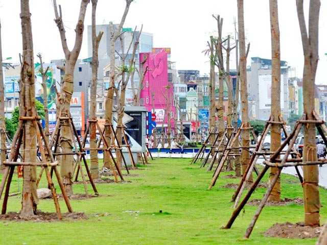 Tin tức trong ngày - HN trồng phượng đại trà: "Làm đúng quy trình, kỹ thuật"