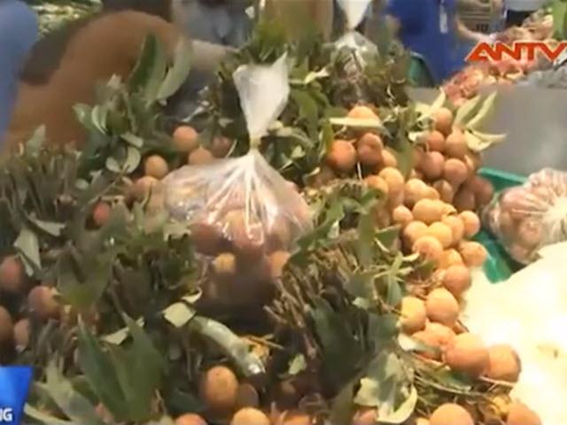 Video An ninh - Thực hư tin đồn ăn vải thiều gây viêm não Nhật Bản