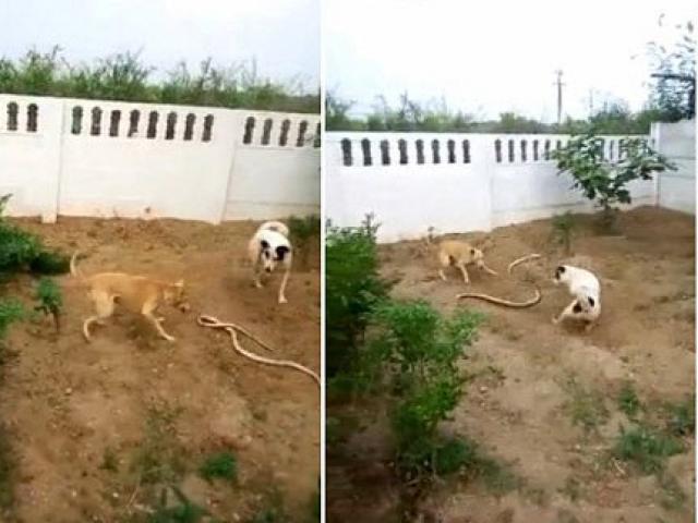 Video: Chó chiến đấu với rắn khổng lồ bảo vệ nhà chủ
