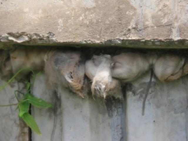 Tin tức trong ngày - Nhiều vật lạ giữa các lớp bê tông ở cầu vượt đường sắt