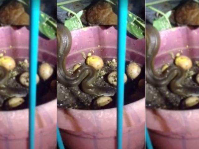Thế giới - Video: Rắn mò vào ổ ăn trứng, dính seri đòn của gà mẹ