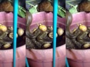 Thế giới - Video: Rắn mò vào ổ ăn trứng, dính seri đòn của gà mẹ