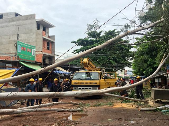 Video An ninh - Cây đổ sập nhà dân, quật trúng người đi đường