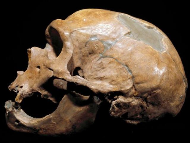 Phi thường - kỳ quặc - Phát hiện tộc người ăn thịt lẫn nhau 40.000 năm trước