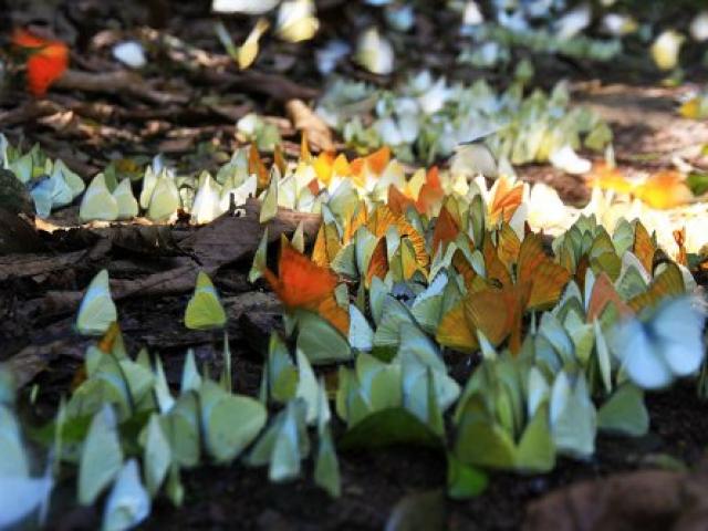 Du lịch - Vào rừng Cúc Phương "khiêu vũ" cùng những cánh bướm