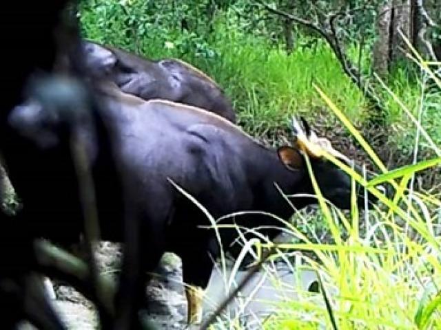 Tin tức trong ngày - Lần đầu ghi được hình đàn bò tót Ea Sô