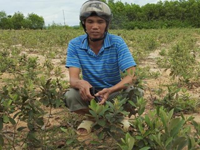 Thị trường - Tiêu dùng - Trồng... sim dại làm giàu