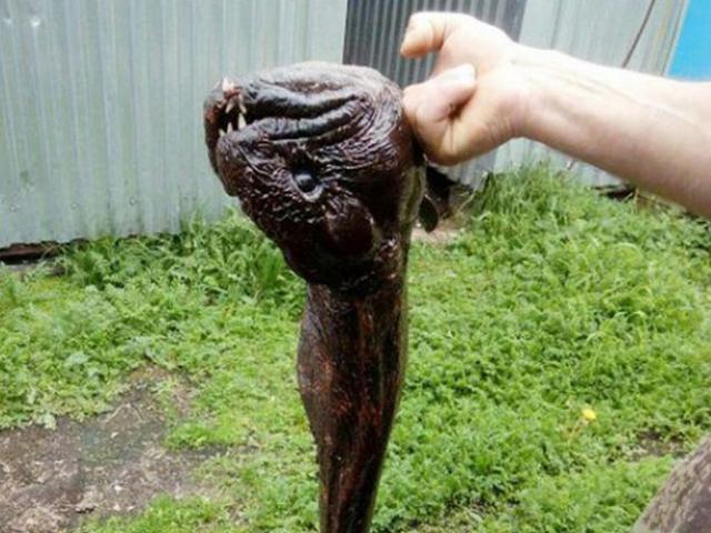 Bắt được cá ”quái vật” có khuôn mặt hung dữ ở Nga