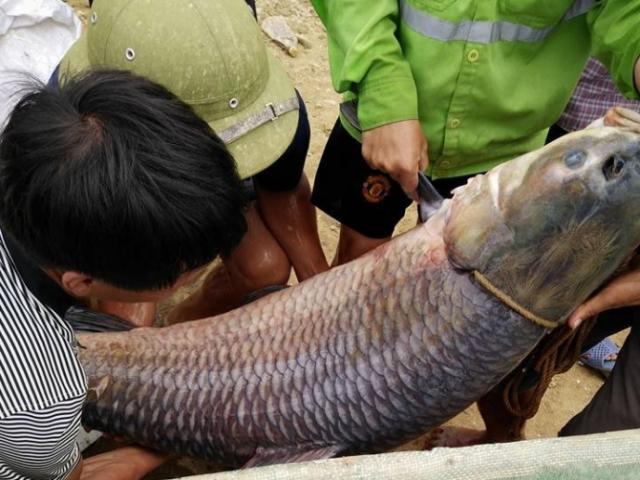 Tin tức trong ngày - Thái Nguyên: Bắt được cá trắm "khủng" nặng 52kg
