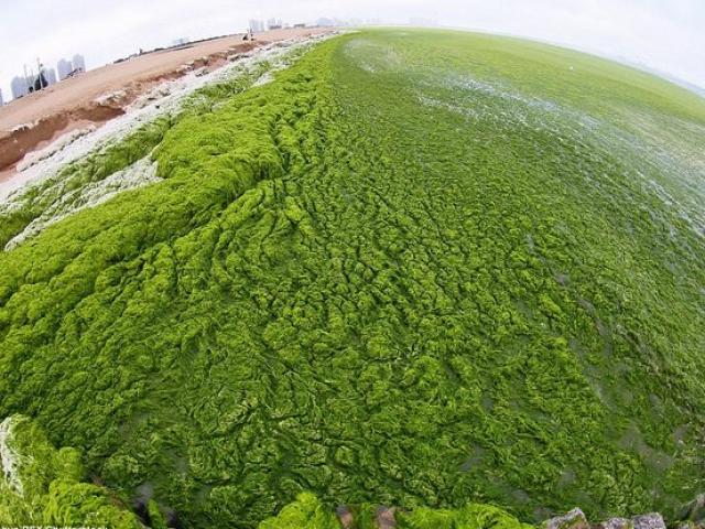Phi thường - kỳ quặc - Ảnh: Tảo sinh sôi đột biến, phủ xanh lè bờ biển ở TQ