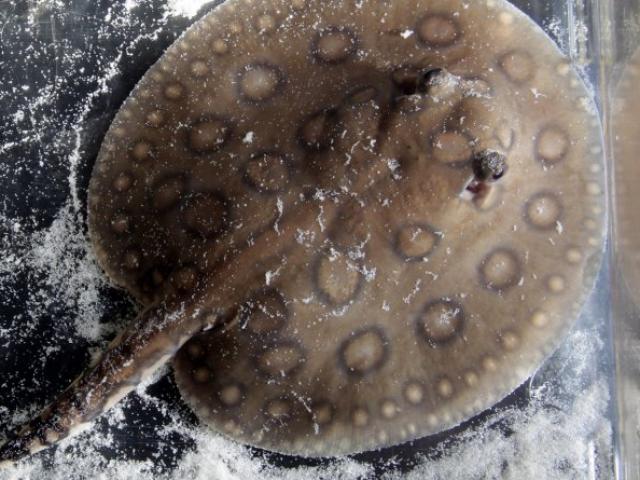 Thế giới - Chế tạo thành công "động vật" nhân tạo đầu tiên