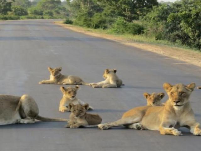 Phi thường - kỳ quặc - Ấn Độ: Cả đàn 45 sư tử "hành quân" vào thành phố