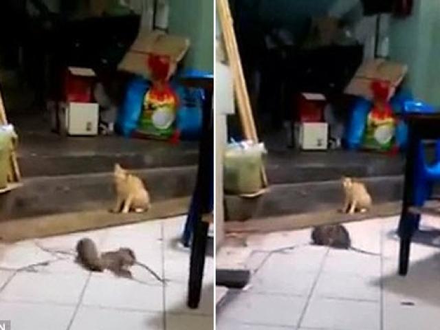 Video: Mèo sợ khiếp vía khi thấy chuột đánh nhau