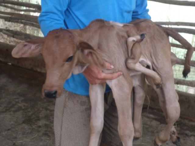 Tin tức trong ngày - Đổ xô chiêm ngưỡng, cúng bái xin bê 8 chân cho… số đề