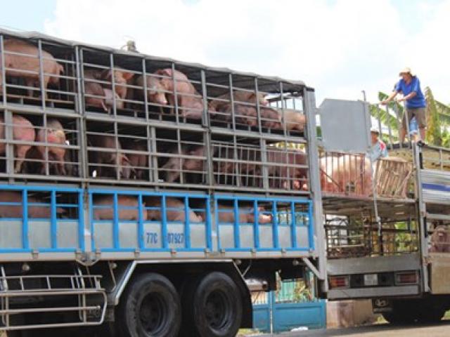 Thị trường - Tiêu dùng - Trung Quốc giảm mua, giá lợn hơi rớt mạnh