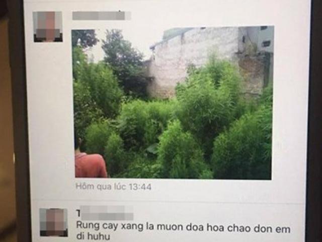 Pháp luật - Trồng cần sa, chụp ảnh "tự sướng" rồi tung lên mạng