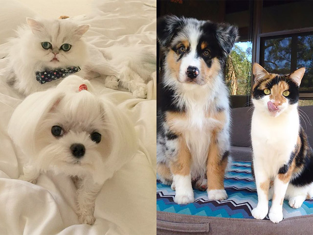 Tranh vui - Truyền thuyết kể rằng: Chó mèo có cùng tổ tiên