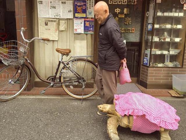 Bạn trẻ - Cuộc sống - Clip: Cụ ông dắt cụ rùa đi dạo xôn xao Nhật Bản