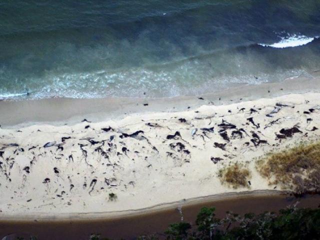 Thế giới - 70 cá voi dạt bờ bí ẩn ở Chile