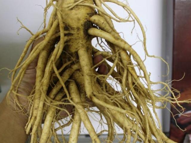 Sức khỏe đời sống - "Chơi" sâm khủng tăng sinh lực, quý ông coi chừng tiền mất tật mang