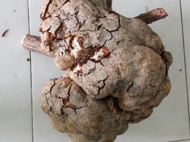 Tin tức trong ngày - Nấm phục linh khủng có chữa được "bách bệnh"?