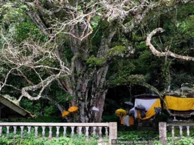 Du lịch - Ngôi làng bí ẩn với "cây thần" khử mùi xác thối