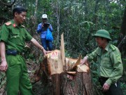 Tin tức trong ngày - Quảng Nam báo cáo Thủ tướng vụ phá rừng pơ mu