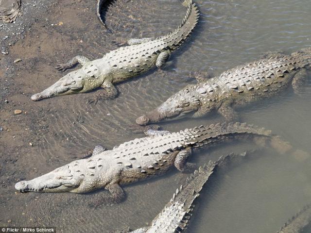 Thế giới - Cá sấu ngoạm đứt chân du khách ở bãi biển Costa Rica