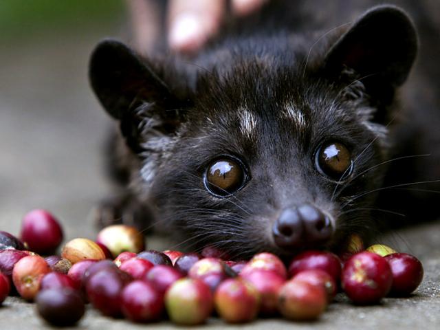 Thế giới - Sự tàn nhẫn đằng sau ly cà phê chồn thơm ngon