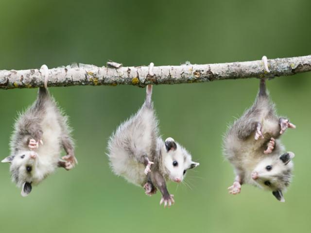 Thế giới - Quốc gia đầu tiên trên thế giới diệt sạch chuột?